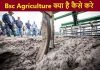 बीएशसी एग्रीकल्चर कोर्स (Bsc Agriculture Course) क्या है कैसे करे पूरी जानकारी Bsc Agriculture course kya hai kaise kare